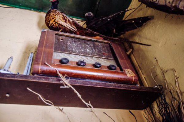 A vintage valve radio on a shelf below a mounted bird